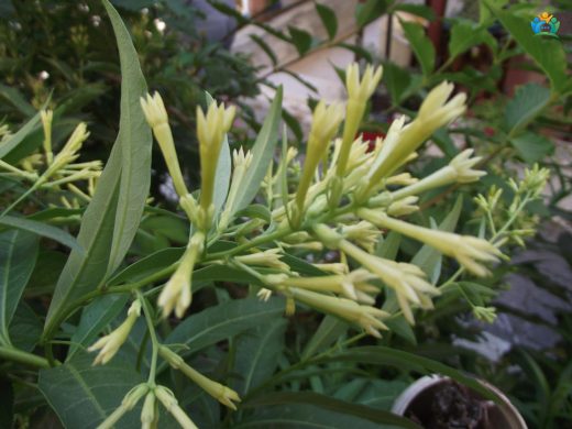 Kolonya Çiçeği (Cestrum parqui): Gecenin Büyülü Kokusu — inline image