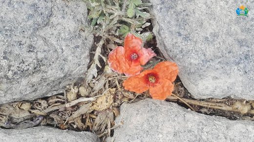Köpekyağı: Tarlalardaki Kırmızı Güzellik — inline image