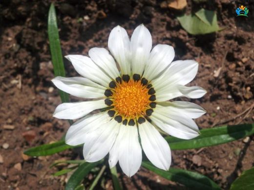 Koyun Gözü (Gazania rigens): Bahçelerin Renkli Yıldızları — inline image