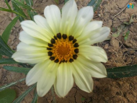 Koyun Gözü (Gazania rigens): Bahçelerin Renkli Yıldızları — inline image