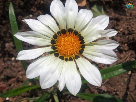Koyun Gözü (Gazania rigens): Bahçelerin Renkli Yıldızları — inline image