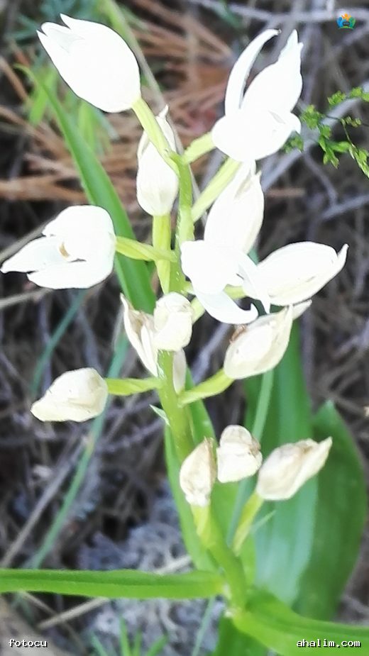 Kuğu salebi (Cephalanthera longifolia): Ormanların Zarif Güzeli — cover