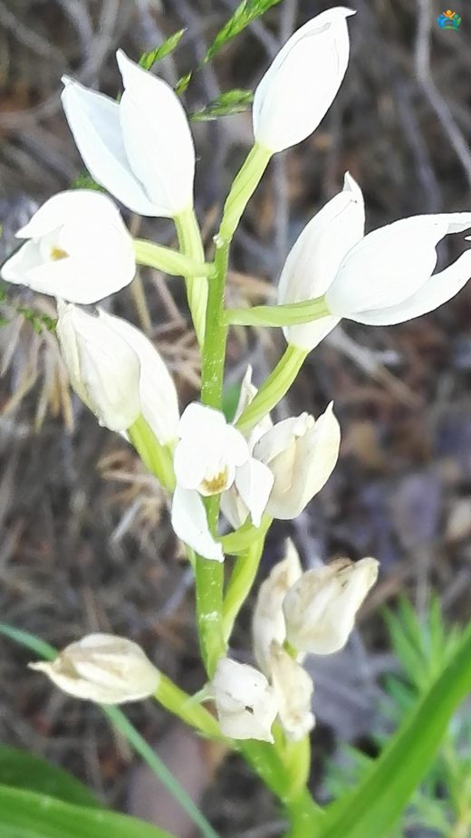 Kuğu salebi (Cephalanthera longifolia): Ormanların Zarif Güzeli — inline image