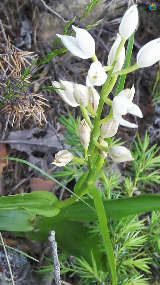Kuğu salebi (Cephalanthera longifolia): Ormanların Zarif Güzeli — inline image