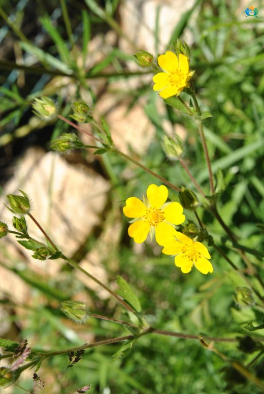 Kükürt Çiçeği (Potentilla recta): Doğal Bir Şifa Deposu — inline image