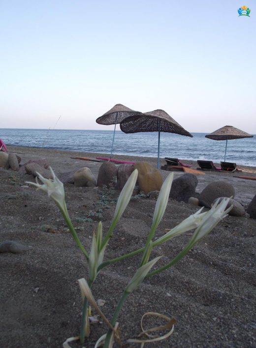 Kum zambağı (Pancratium maritimum)