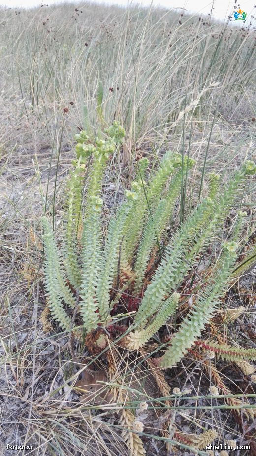 Kumların Sütlü Güzeli: Kum Sütleğeni (Euphorbia paralias) — cover