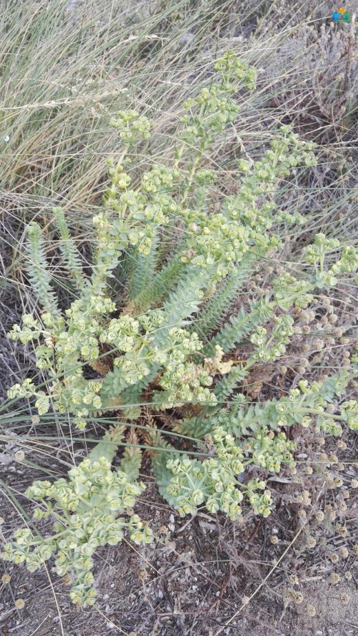 Kumların Sütlü Güzeli: Kum Sütleğeni (Euphorbia paralias) — inline image