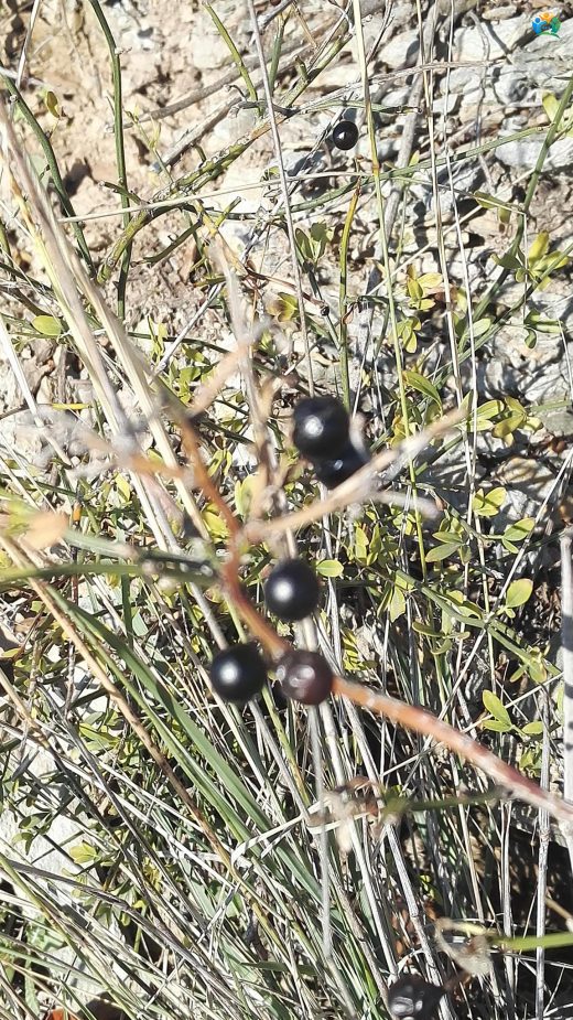 Kurtbağrı (Ligustrum vulgare): Hem Bahçelerde Hem de Doğada Karşılaşılan Gizemli Bitki — inline image