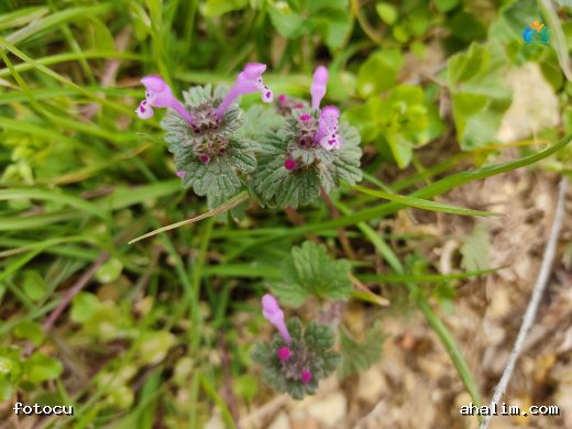 Lamium amplexicaule Hakkında Detaylı Yazı — cover