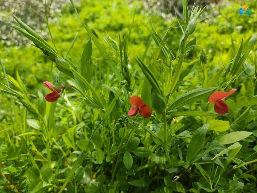 Lathyrus cicera L. (Kırmızı Bezelye): Bir Baklagil Türü — inline image