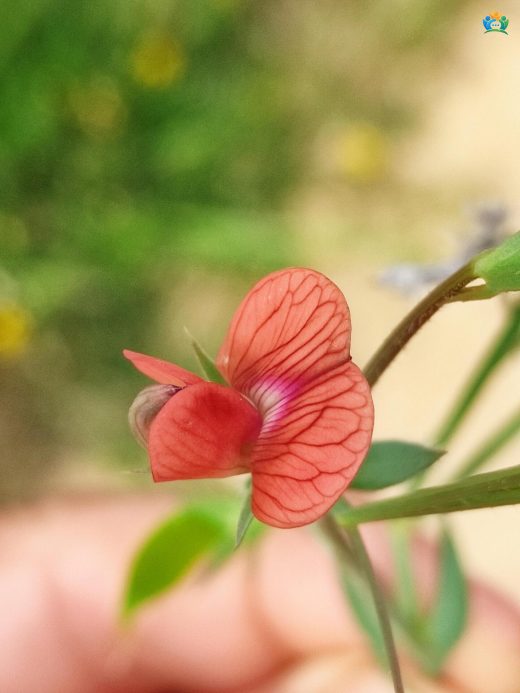 Lathyrus cicera L. (Kırmızı Bezelye): Bir Baklagil Türü — inline image