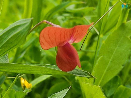 Lathyrus cicera L. (Kırmızı Bezelye): Bir Baklagil Türü — inline image