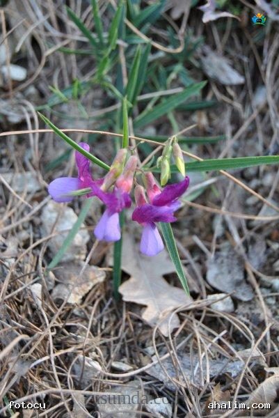 Lathyrus digitatus (M.Bieb.) Fiori: Genel Bilgi — cover