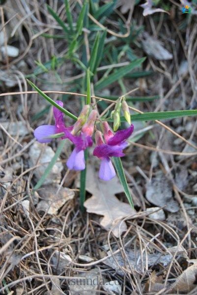 Lathyrus digitatus (M.Bieb.) Fiori: Genel Bilgi — inline image