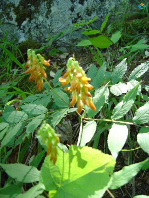 Lathyrus laevigatus: Tarlalarda Dans Eden Güzellik — inline image