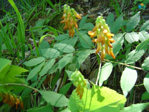 Lathyrus laevigatus: Tarlalarda Dans Eden Güzellik — inline image