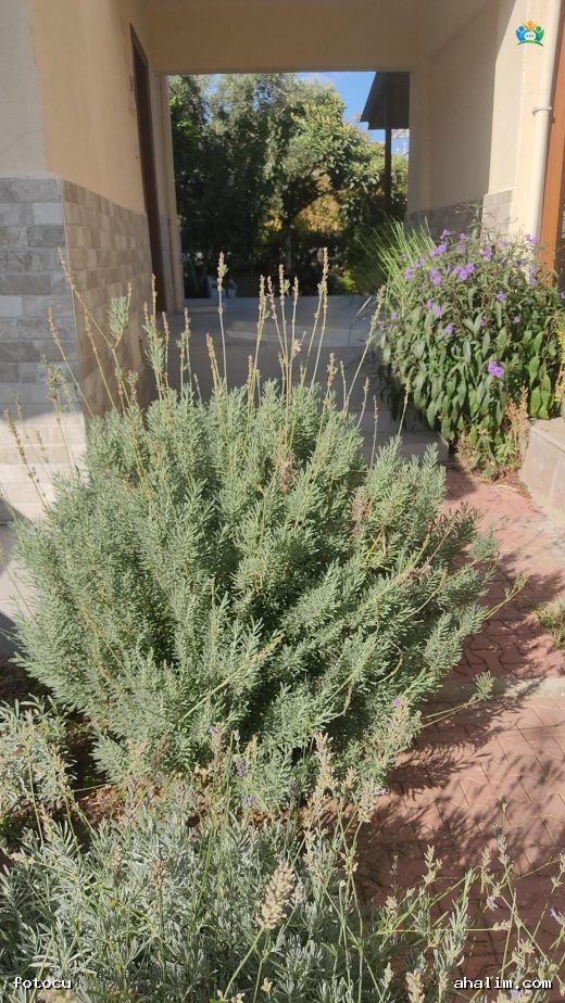 Lavanta (Lavandula) bitkisi: Doğanın Güzellik ve Faydaları — cover