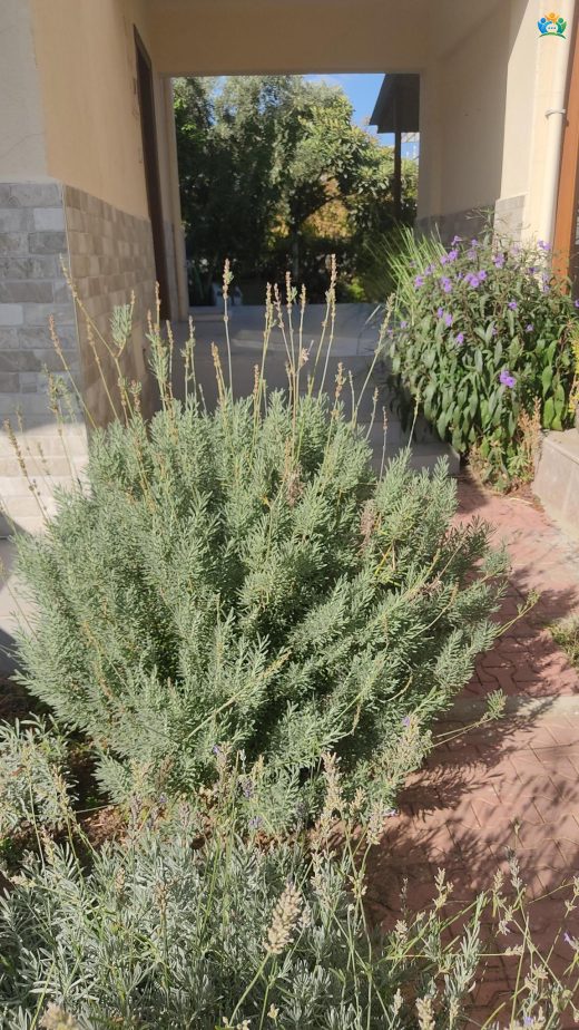 Lavanta (Lavandula) bitkisi: Doğanın Güzellik ve Faydaları — inline image