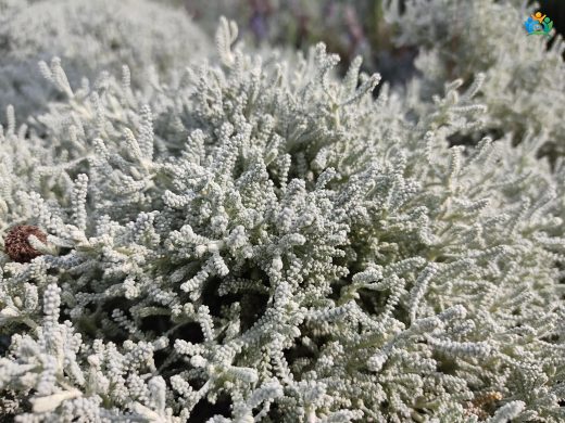 Lavantin (Santolina chamaecyparissus): Bahçenize Hoş Bir Koku Katacak Bitki — inline image