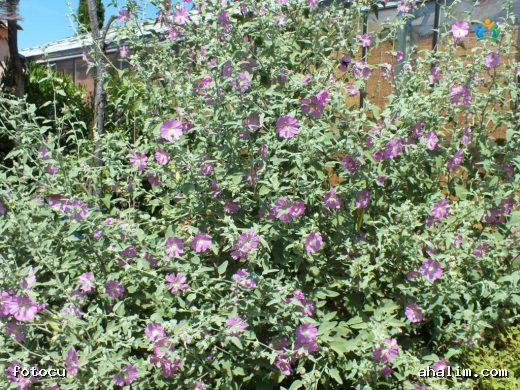 Lavatera bryoniifolia Mill.: Bahçelerin Renkli Misafirleri — cover