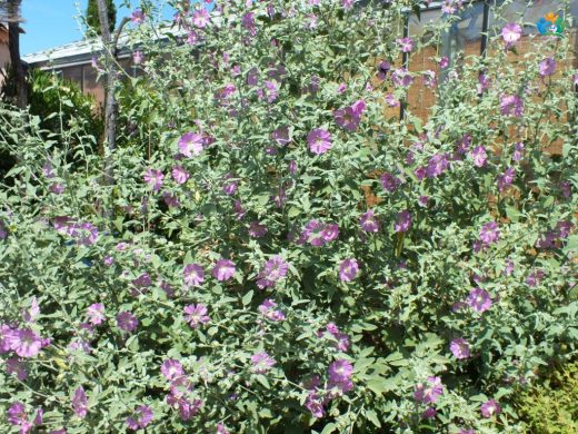 Lavatera bryoniifolia Mill.: Bahçelerin Renkli Misafirleri — inline image
