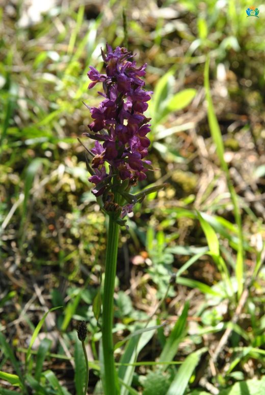 Laz Salebi (Dactylorhiza euxina): Doğu Karadeniz'in Gizli Zengini — inline image