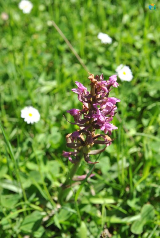 Laz Salebi (Dactylorhiza euxina): Doğu Karadeniz'in Gizli Zengini — inline image