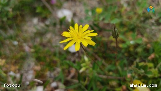 Leontodon saxatilis (Geç Aslandişi) — cover
