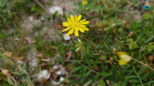 Leontodon saxatilis (Geç Aslandişi) — inline image