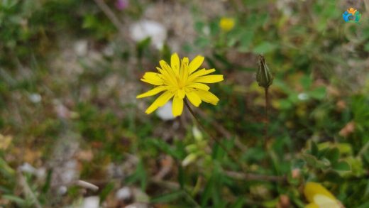 Leontodon saxatilis (Geç Aslandişi) — inline image