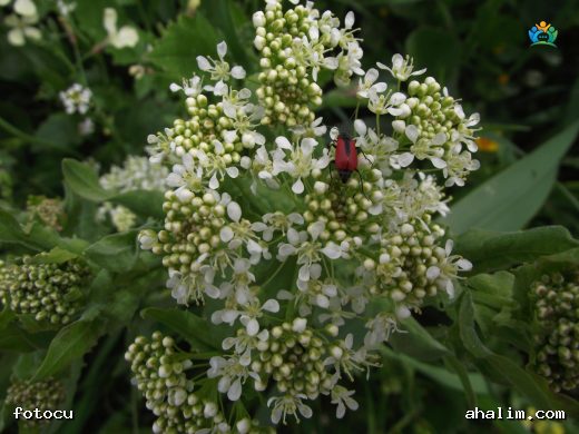 Lepidium draba L. (Diğnik): İstilacı Bir Bitki Türü — cover