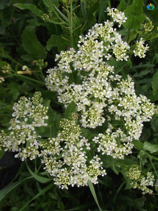 Lepidium draba L. (Diğnik): İstilacı Bir Bitki Türü — inline image