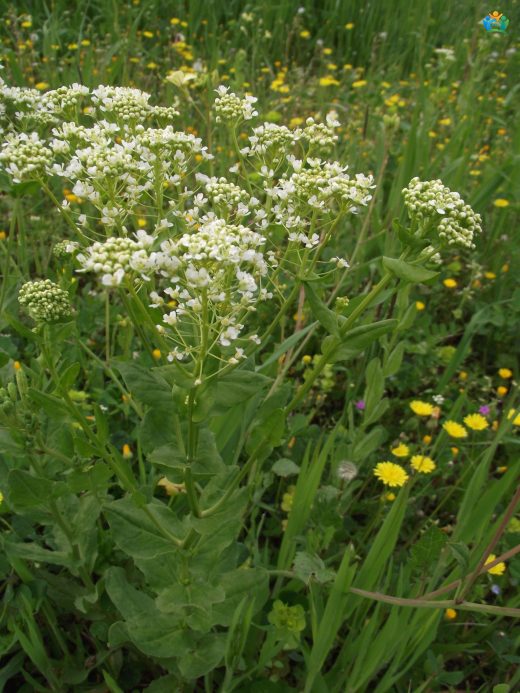Lepidium draba L. (Diğnik): İstilacı Bir Bitki Türü — inline image