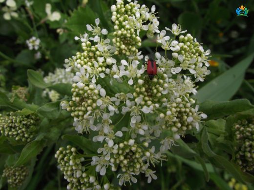 Lepidium draba L. (Diğnik): İstilacı Bir Bitki Türü — inline image