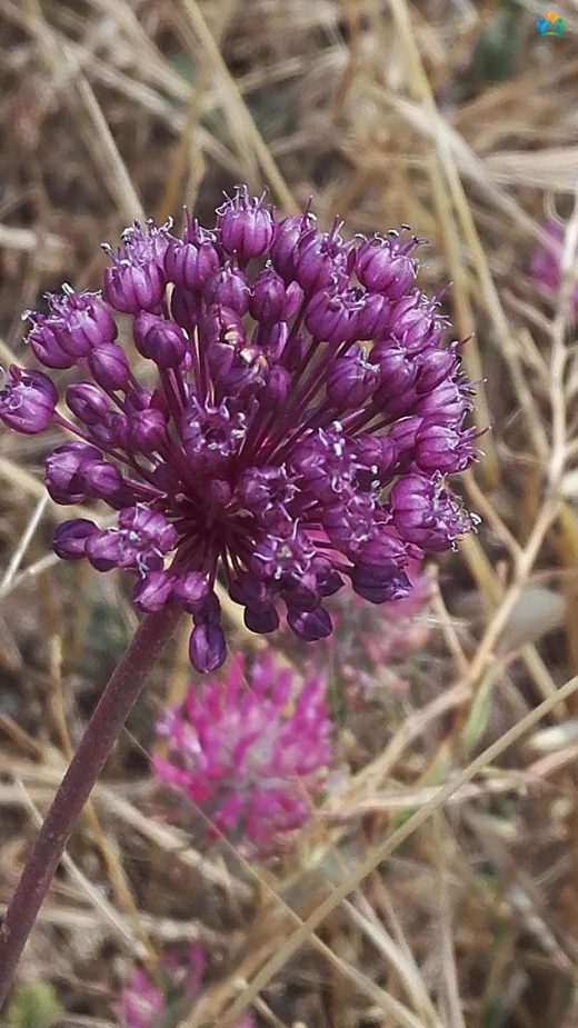 Lifli Körmen (Allium atroviolaceum): Mor Güzellik — inline image