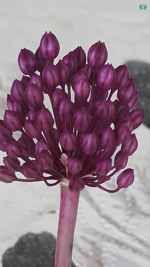 Lifli Körmen (Allium atroviolaceum): Mor Güzellik — inline image