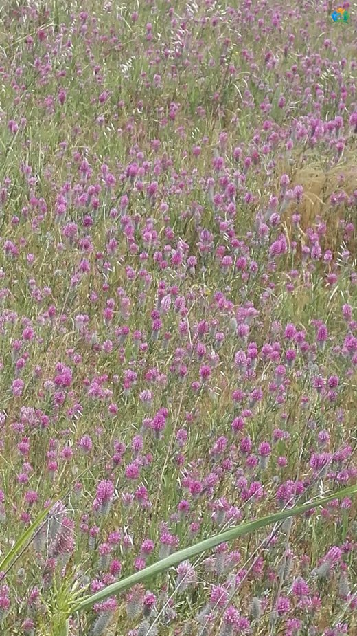 Lifli Körmen (Allium atroviolaceum): Mor Güzellik — inline image
