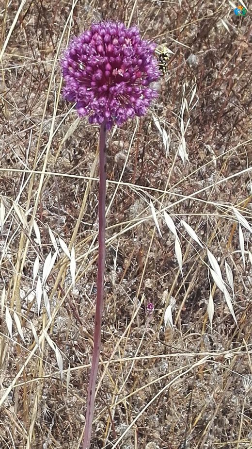 Lifli Körmen (Allium atroviolaceum): Mor Güzellik — inline image