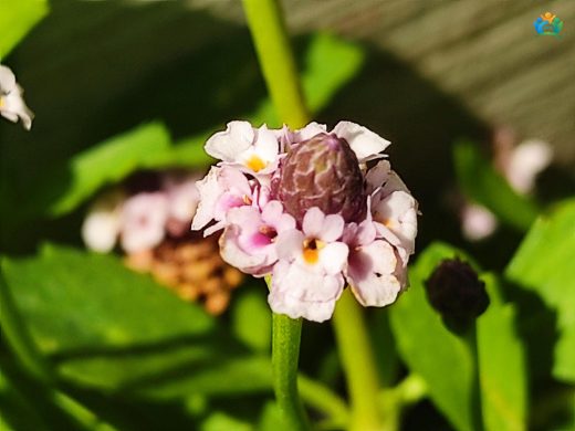Lippia Repens (Libya Çimi): Yer Örtücüsünün Gizemli Dünyası — inline image