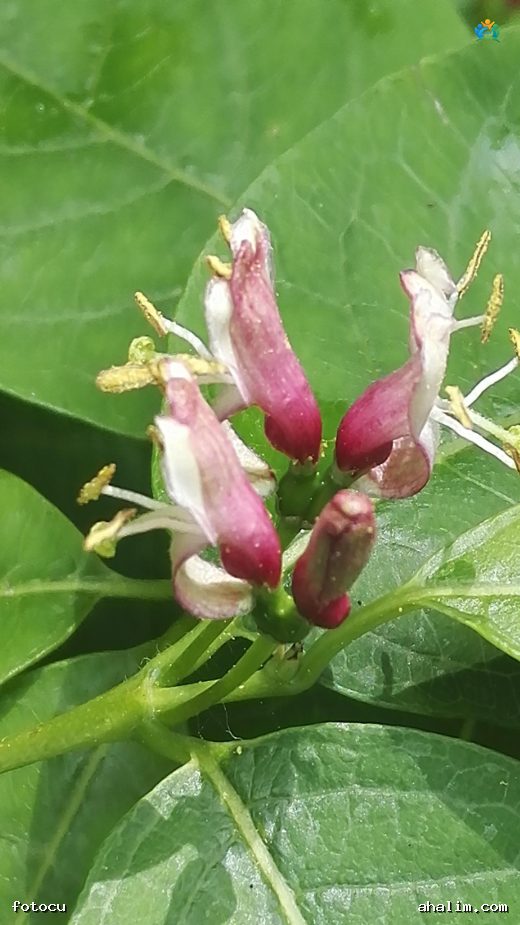 Lonicera tatarica L.: Göz Alıcı Bir Peyzaj Bitkisi — cover
