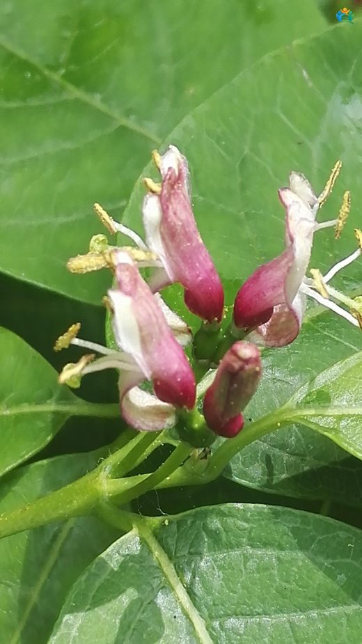 Lonicera tatarica L.: Göz Alıcı Bir Peyzaj Bitkisi — inline image