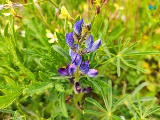Lupinus angustifolius L. — inline image