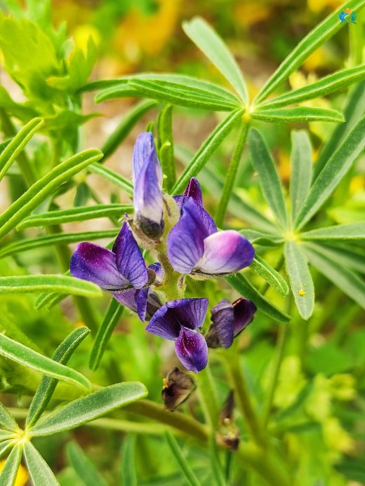 Lupinus angustifolius L. — inline image