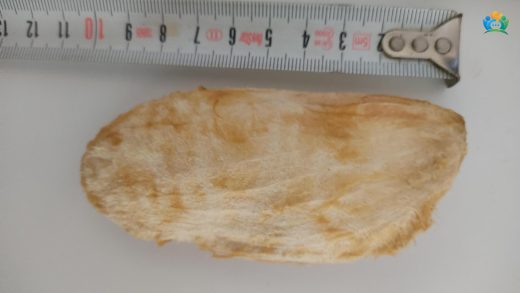 Mango Ağaçlarının Bakımı, Budanması ve Zararlılara Karşı İlaçlanması — inline image