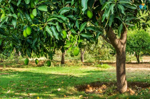 Mango Ağaçlarının Bakımı, Budanması ve Zararlılara Karşı İlaçlanması — inline image