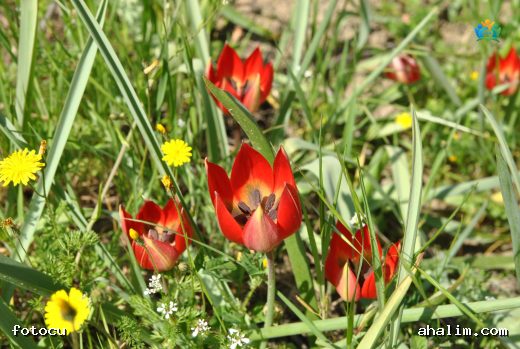 Manisa Lalesi (Tulipa orphanidea): Baharın Renkli Habercisi — cover