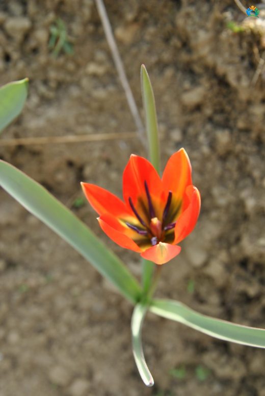 Manisa Lalesi (Tulipa orphanidea): Baharın Renkli Habercisi — inline image