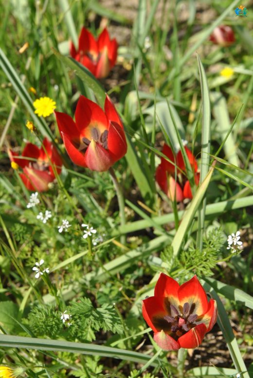 Manisa Lalesi (Tulipa orphanidea): Baharın Renkli Habercisi — inline image