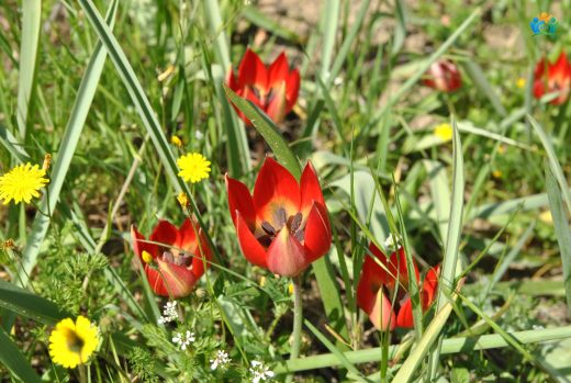 Manisa Lalesi (Tulipa orphanidea): Baharın Renkli Habercisi — inline image